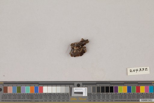Juncitarsus gracillimus Olson & Feduccia