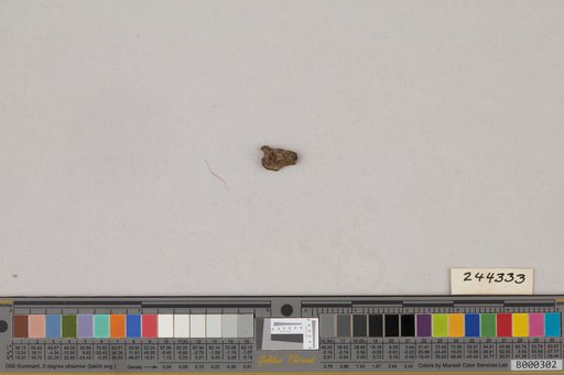 Juncitarsus gracillimus Olson & Feduccia