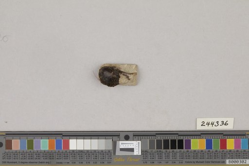 Juncitarsus gracillimus Olson & Feduccia
