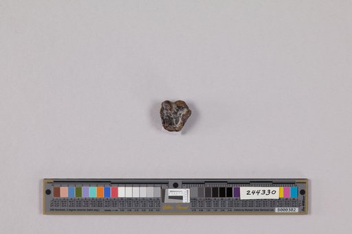 Juncitarsus gracillimus Olson & Feduccia