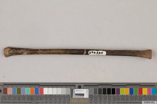 Juncitarsus gracillimus Olson & Feduccia
