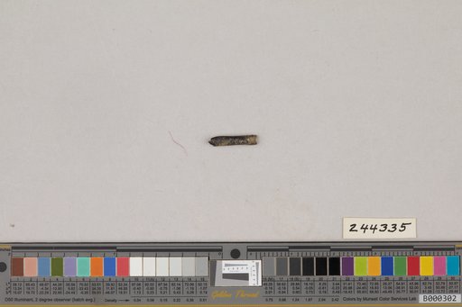 Juncitarsus gracillimus Olson & Feduccia
