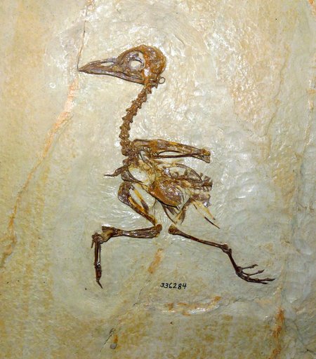 Primobucco mcgrewi Brodkorb