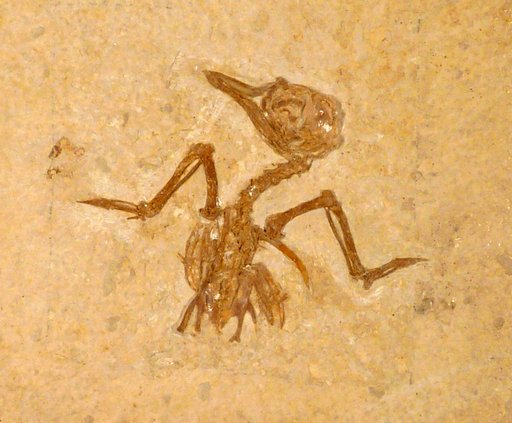Eozygodactylus americanus Weidig, 2010