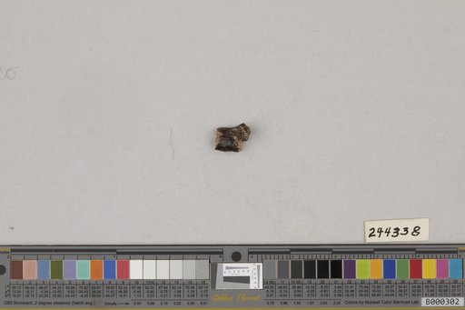 Juncitarsus gracillimus Olson & Feduccia