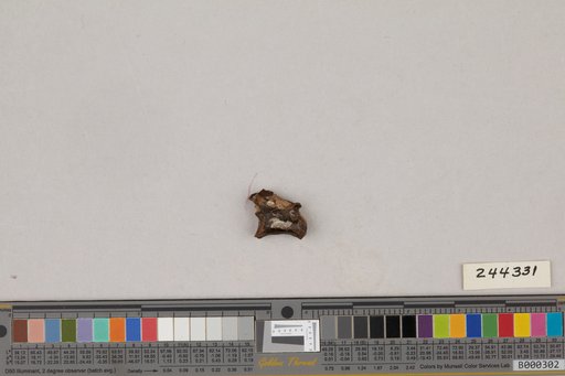 Juncitarsus gracillimus Olson & Feduccia