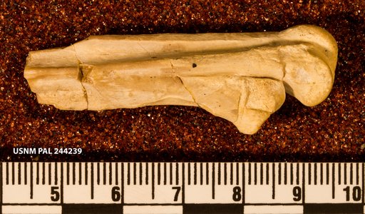 Hesperornis sp