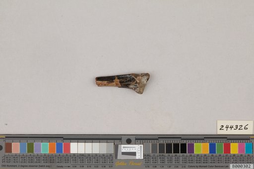 Juncitarsus gracillimus Olson & Feduccia