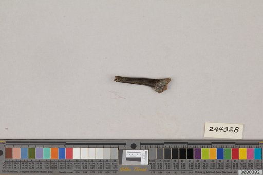 Juncitarsus gracillimus Olson & Feduccia