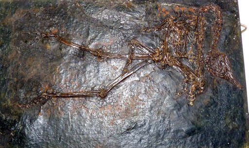 Messelornis cristata Hesse