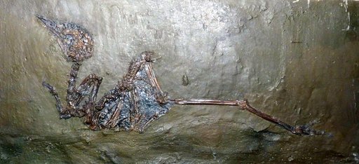 Messelornis cristata Hesse