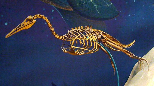 Hesperornis regalis Marsh, 1872