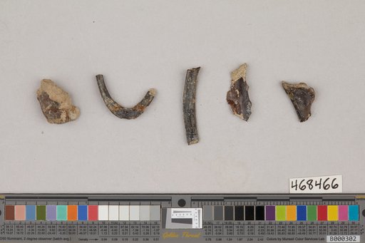 Juncitarsus sp