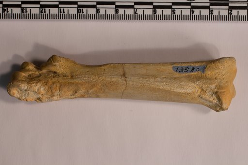 Hesperornis regalis Marsh, 1872