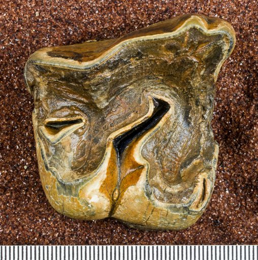Aphelops sp