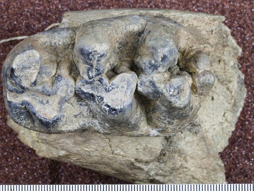 Gomphotherium sp