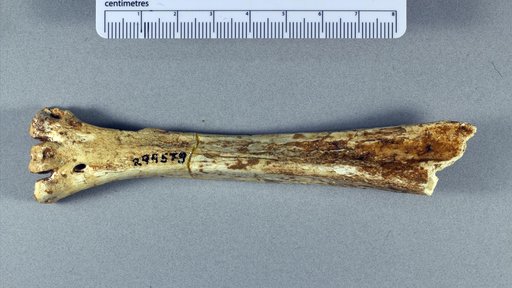 Titanohierax sp