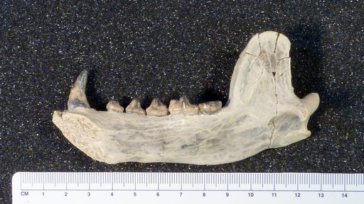 Cynarctus ? sp