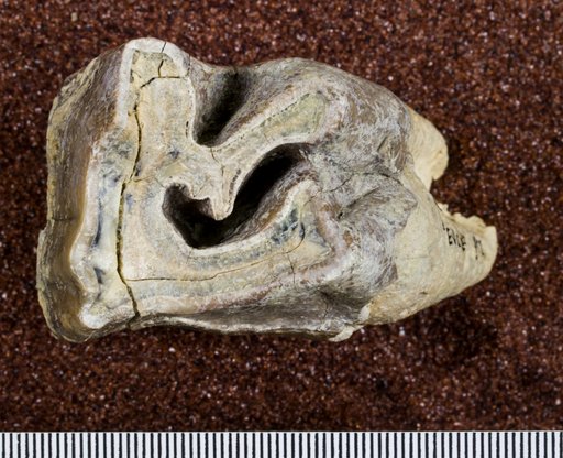 Teleoceras sp