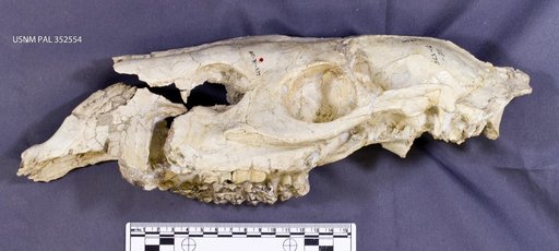 Protohippus osborni Gidley