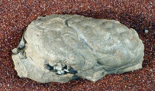 Trigonictis macrodon Cope, 1868