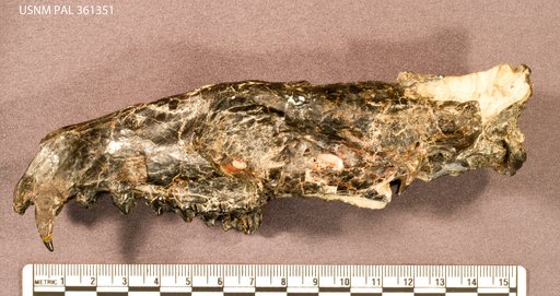 Tritemnodon agilis (Marsh)