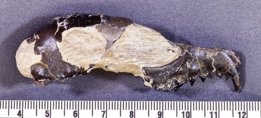 Miacis parvivorus Cope