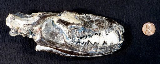 Tritemnodon agilis (Marsh)