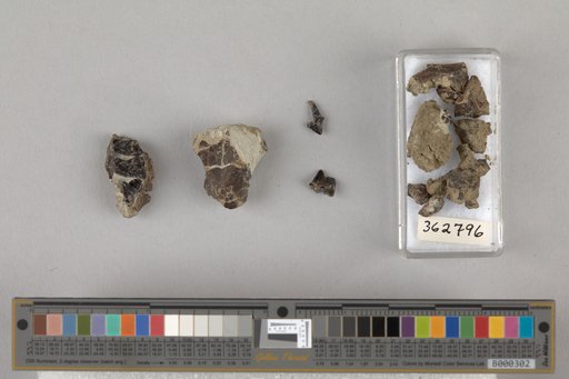 Miacis cf. parvivorus Cope