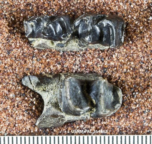 Hyrachyus sp
