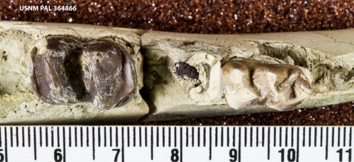 Hyrachyus sp