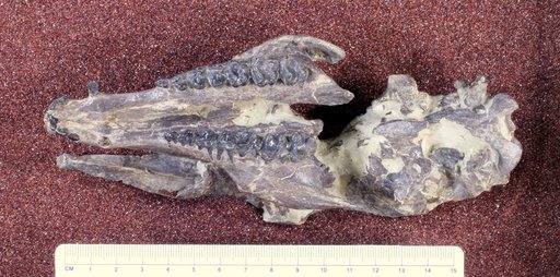 Helaletes nanus (Marsh, 1871)