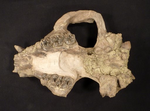 Palaeosyops cf. robustus (Marsh)