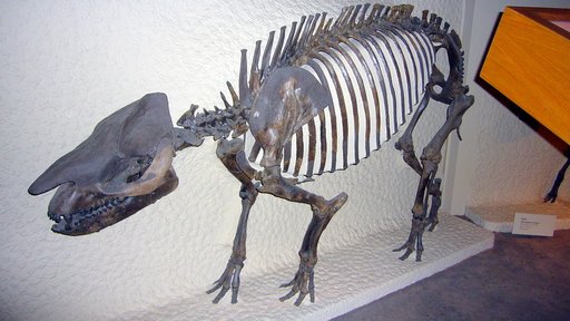 Palaeosyops paludosus Leidy, 1870