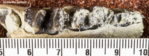 Hyrachyus sp