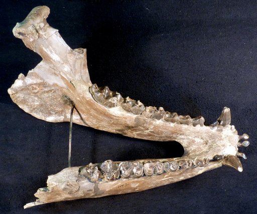Palaeosyops cf. robustus (Marsh)