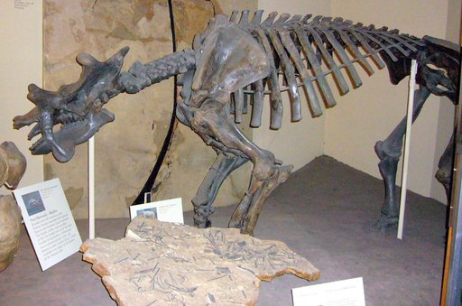 Uintatherium anceps (Marsh)