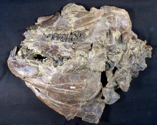 Palaeosyops cf. robustus (Marsh)