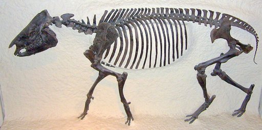 Hyrachyus eximius Leidy