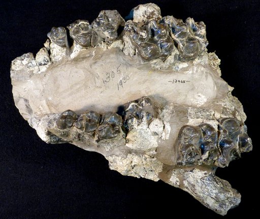 Palaeosyops cf. robustus (Marsh)