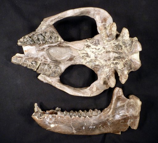 Palaeosyops paludosus Leidy, 1870