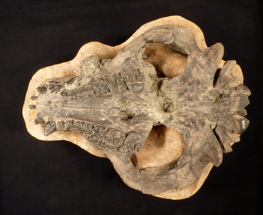 Palaeosyops robustus (Marsh)