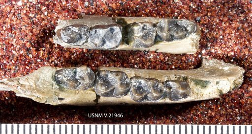 Notharctus tenebrosus Leidy