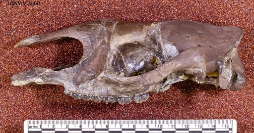 Helaletes nanus (Marsh, 1871)