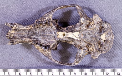 Limnocyon sp