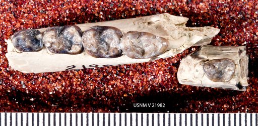 Notharctus robustior Leidy
