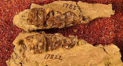Helaletes sp