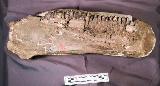 Triceratops elatus Marsh, 1891