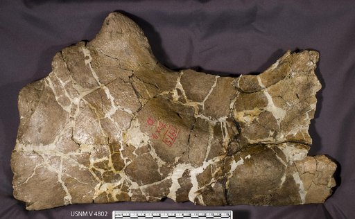 Avaceratops lammersi Dodson, 1986