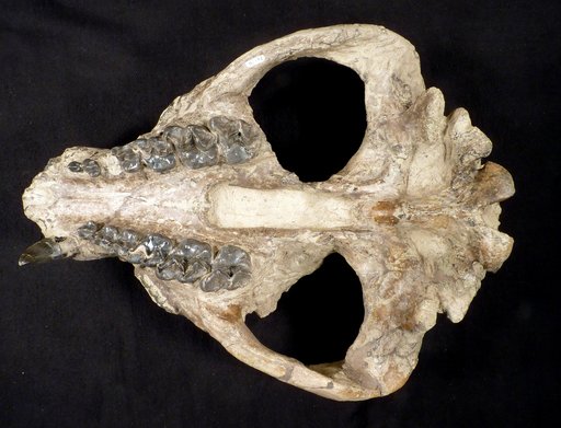 Palaeosyops paludosus Leidy, 1870